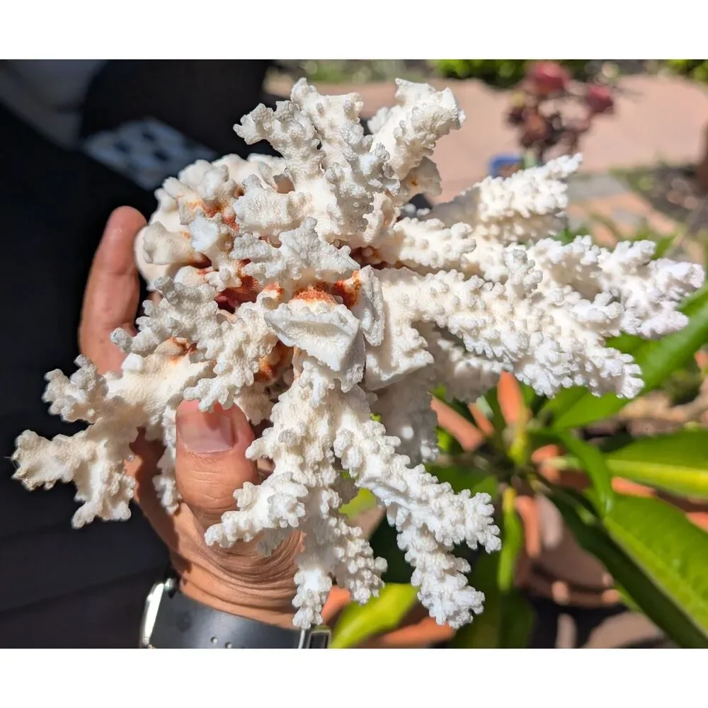 Natural White Coral Specimen • Branching Reef Form • Textured Display Piece